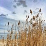 Beach Reeds